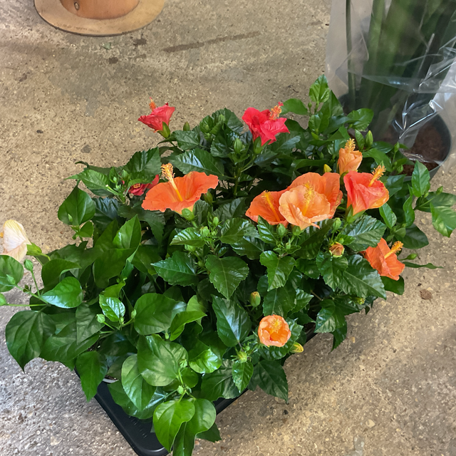 Hibiscus 