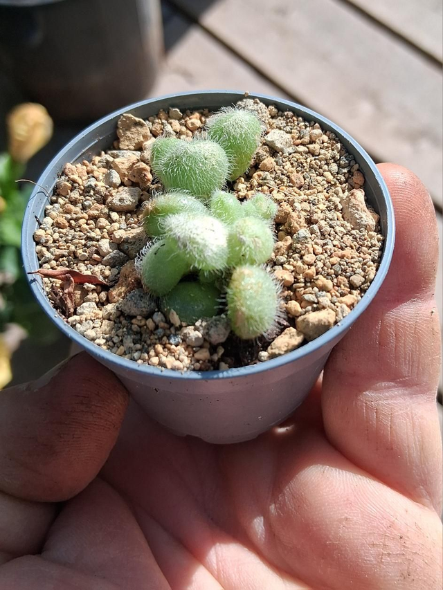 D145 . Sedum Hintonii