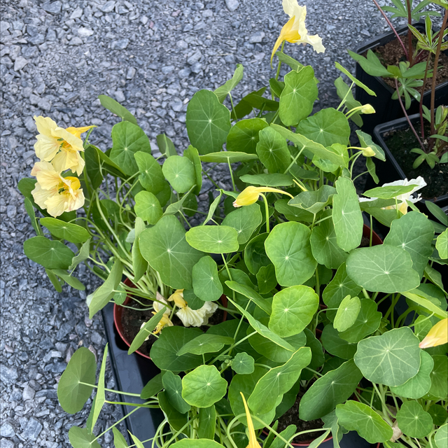 Nasturtium Tip top blush 