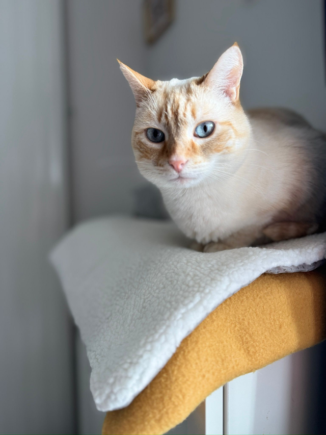 Couverture auto-réchauffante pour chat 