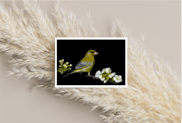 Greenfinch in Blossom 