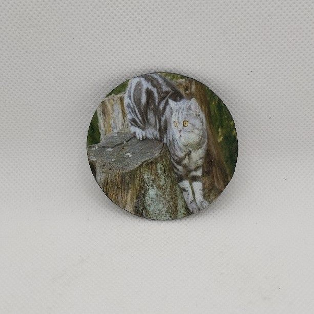 Chat - British shorthair