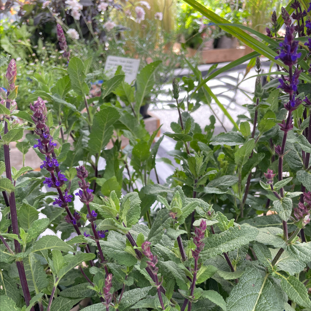 Salvia Caradonna