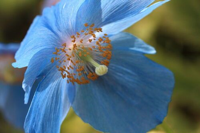 Meconopsis betonicifolia - Blue Himalayan Poppy P9 (0.5l)