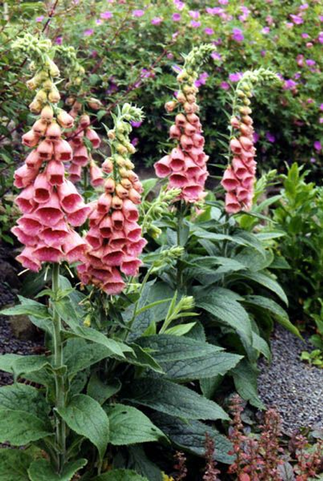 Digitalis x mertonensis 1 litre