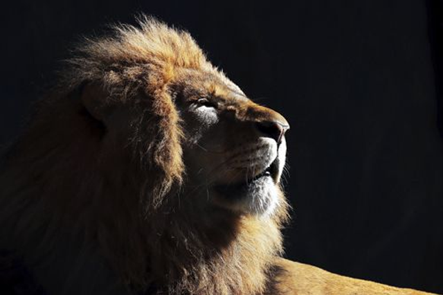 Lion bain de soleil (Couleur) - ref: 4448
