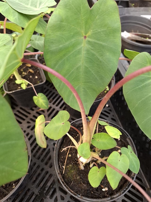 Colocasia 'Pink China' - Hardy 