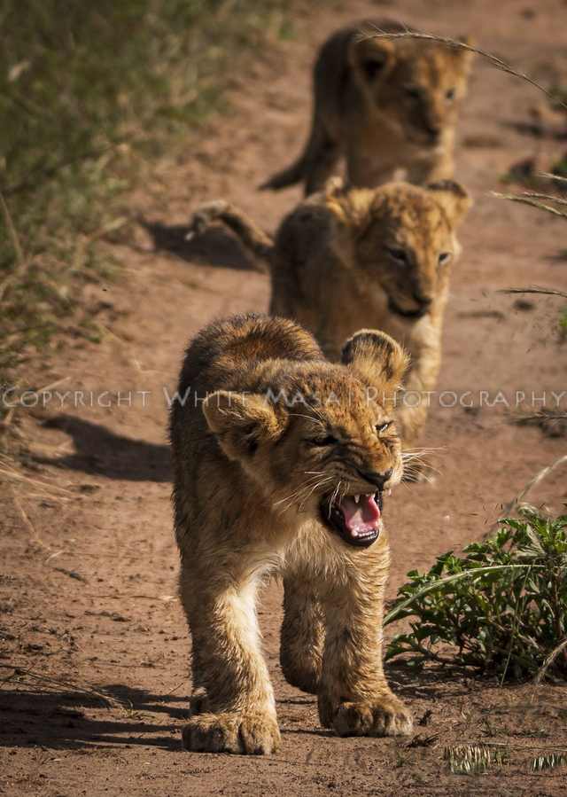 Little Roar! Even at a very young age the personalities of lion cubs are established.