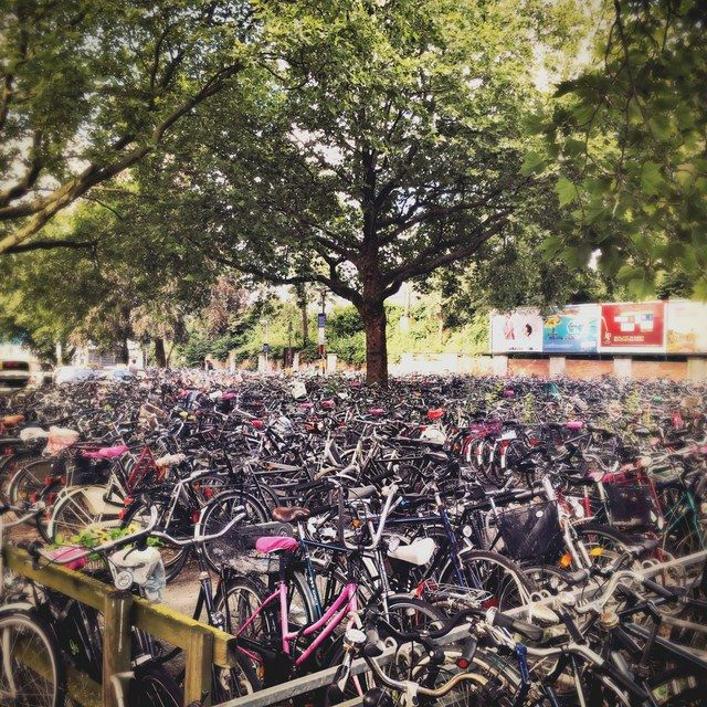 Fahrräder unter Bäumen