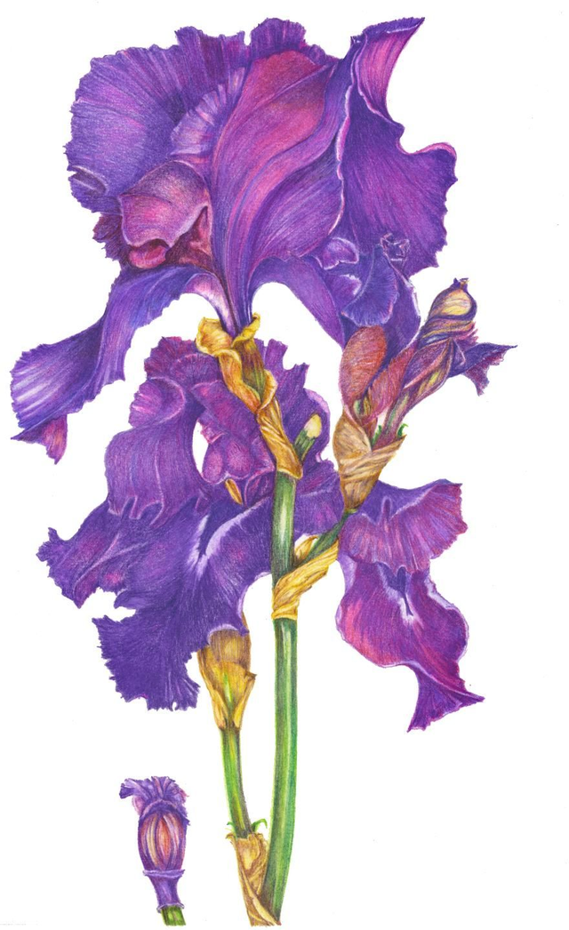 Purple Iris Original SOLD
