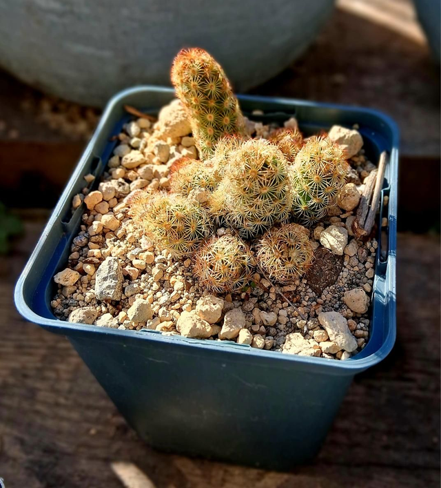 D185 . Mammillaria elongazione 'Lemon'