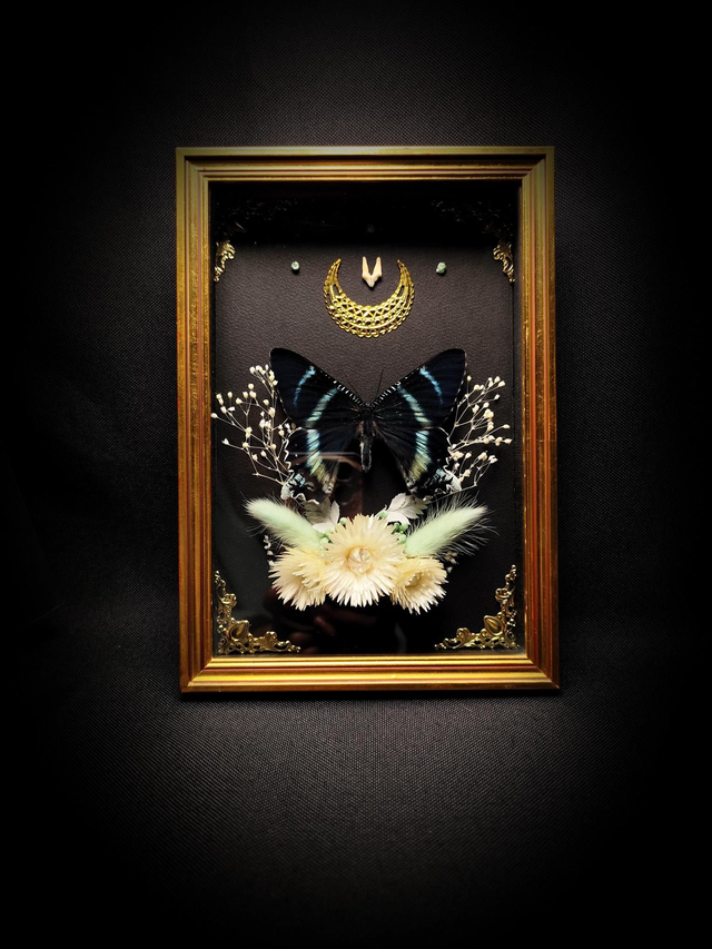 Cadre Vintage Papillon Alcides Orontes et dent de Renard