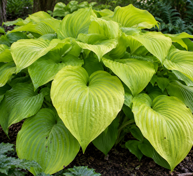 Hosta 'Sum and Substance' RHS AGM 1 litre
