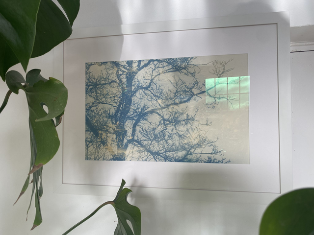 Framed Original Bleach and Toned Cyanotype 77cm x 57.5cm