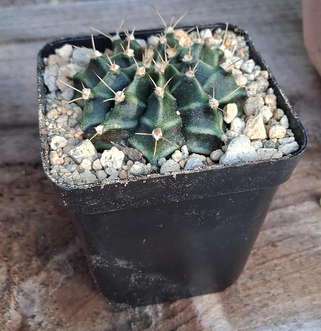 D158 . Gymnocalycium Fredrichii vaso 7x7