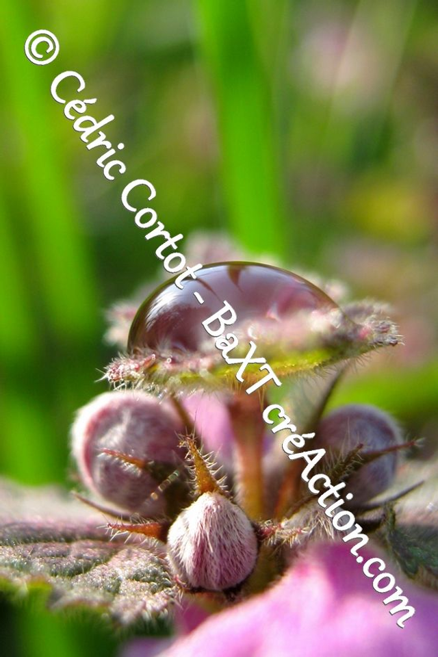 Impression sur alu dibond - Rosée et gouttes de pluie (ref 0824)