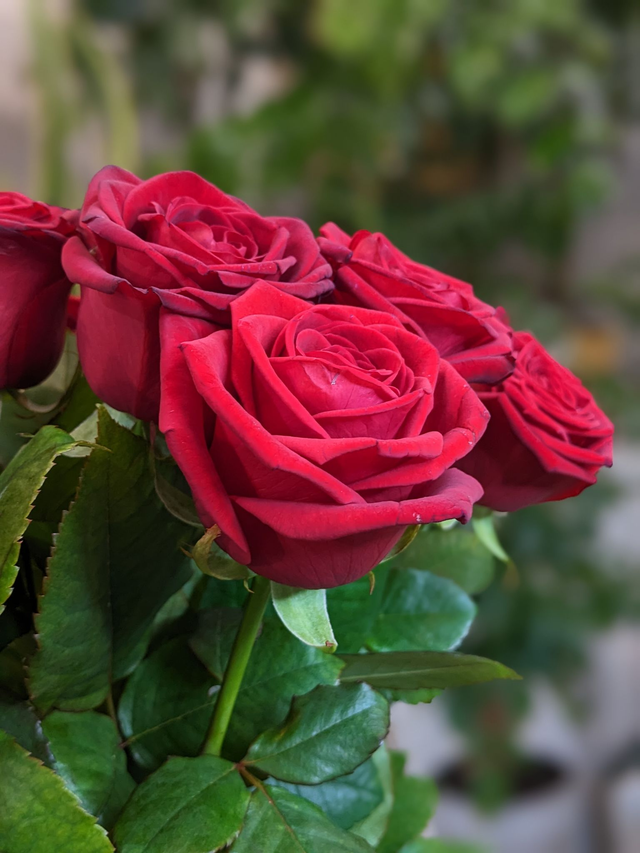 Rose Rosse Premium con numero a scelta