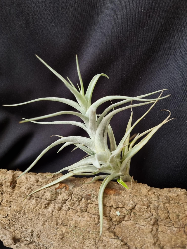 Tillandsia albida