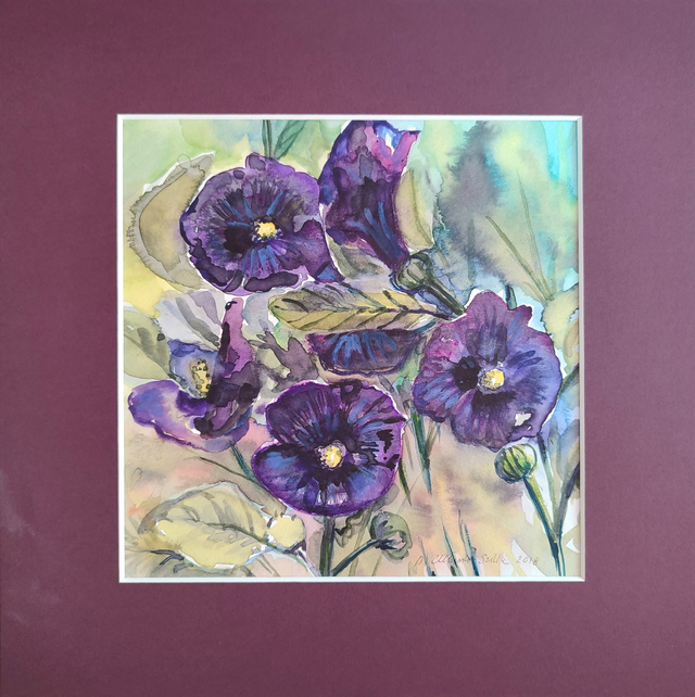 Czarna malwa, 30x30 (20x20 w świetle passe-partout) akwarela 2018