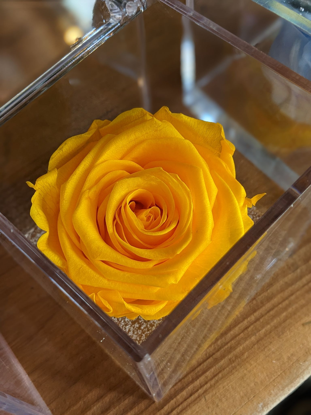 Rosa stabilizzata in cubo