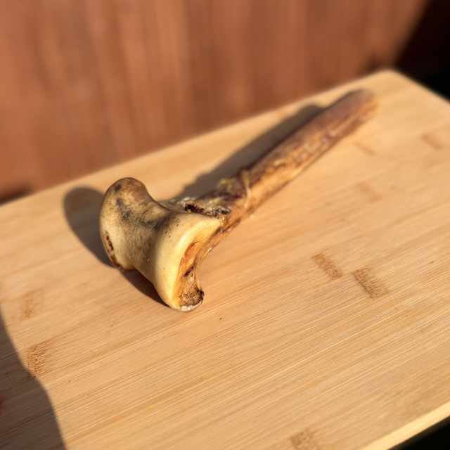 Ostrich Metatarsus Bone