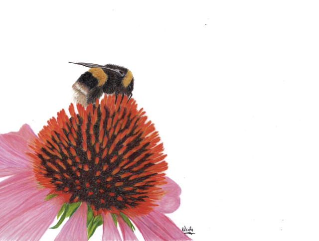 Bumblebee Collecting Nectar - Echinacea 