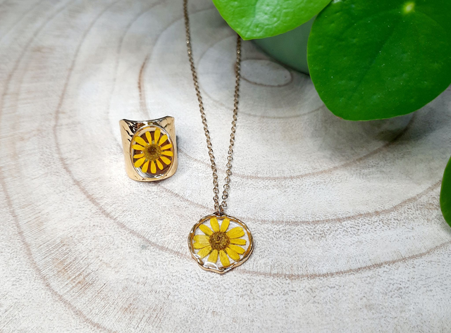 🌻Melampodium 🌻