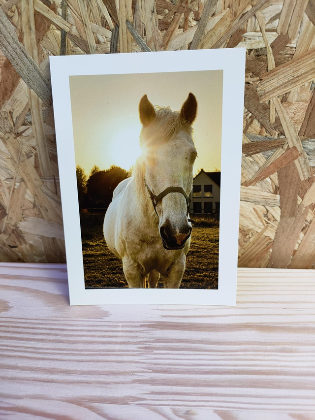 INNSA_WEB001 CARTE POSTALE Cheval clécy suisse Normande 