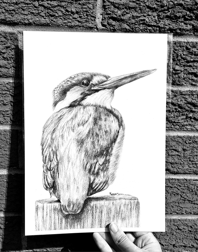 Kingfisher A4 Print