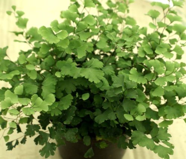 Adiantum capillus-veneris (The Maiden Hair Fern) P9