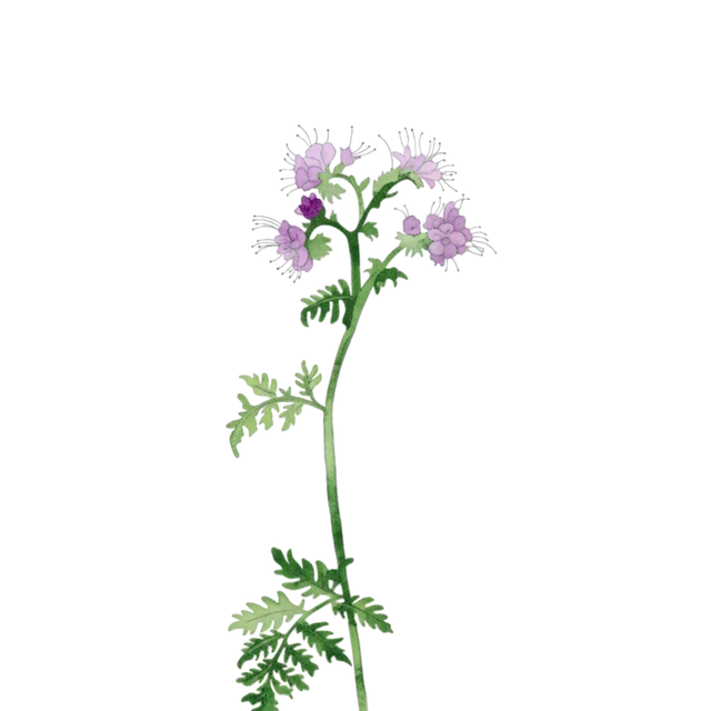 Phacelia