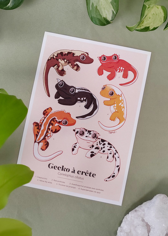 Collection "Planches d'études" - Gecko à crête