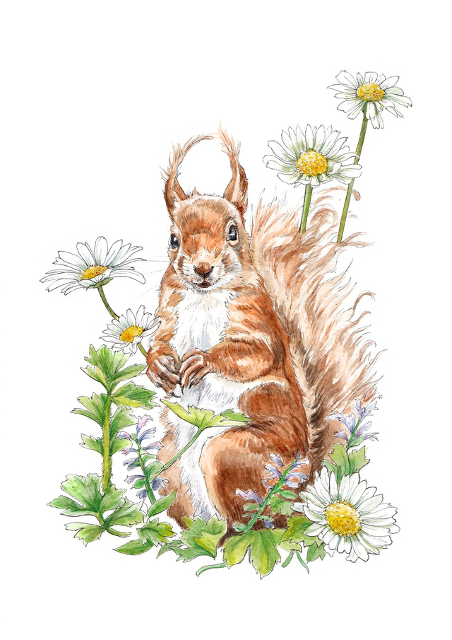 Original watercolour and ink illustration of a Red Squirrel and Daisies - Available framed or unframed