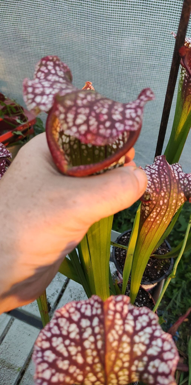 sarracenia leucophylla hybride &#039;Carniflora leucophylla x Self&#039;