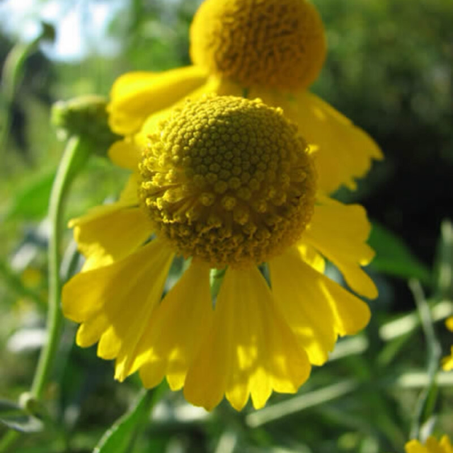Hélénie - Helenium autumnale AB