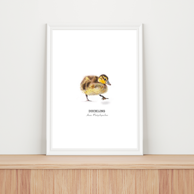 'Duckling' A4 Fine Art Print