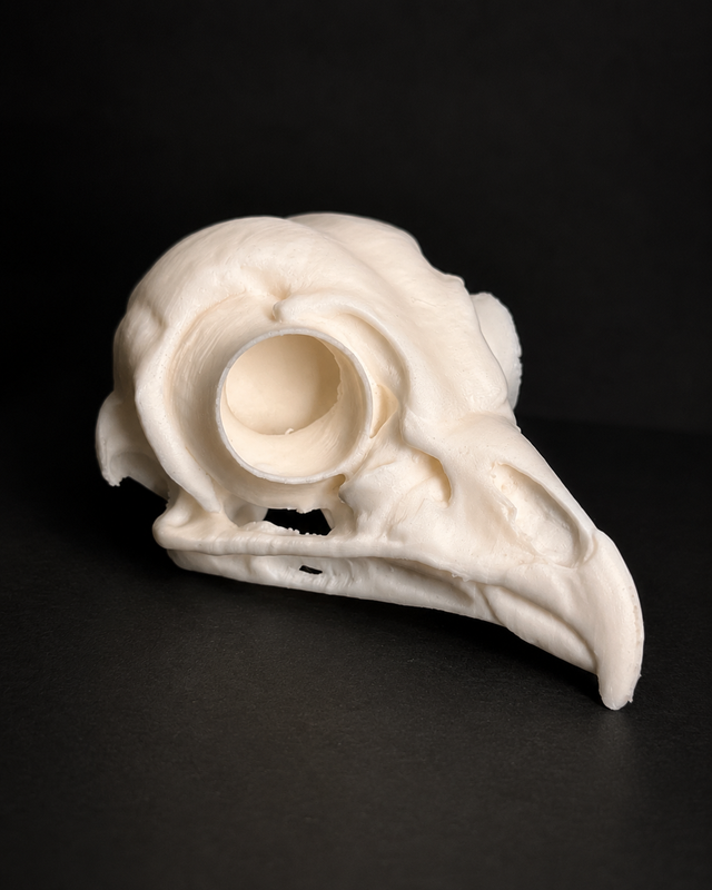 Crâne de Chouette rayée (Strix varia) 8cm – Réplique ostéologique