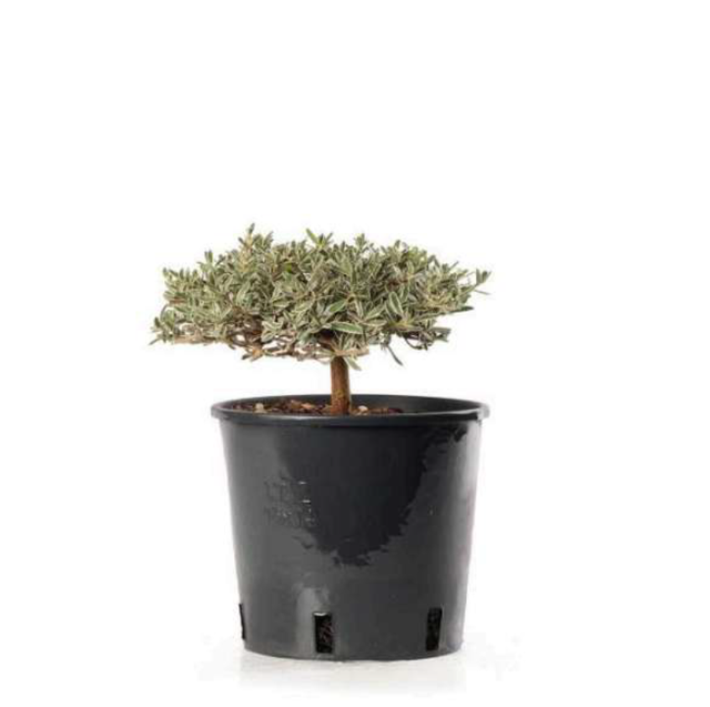 J02 . Coprosma kirkii variegata preBonsai clt.2.5