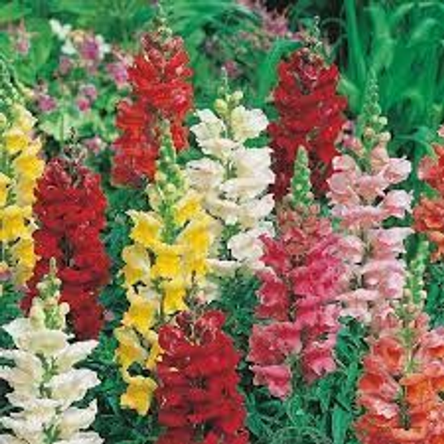 Antirrhinum - Snapshot Mixed: 6 Plants (Ref: C)