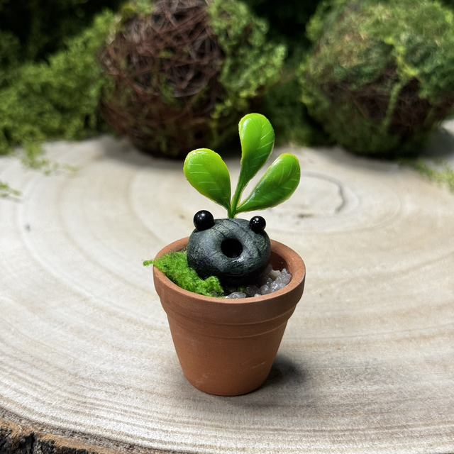 Seedling x 1