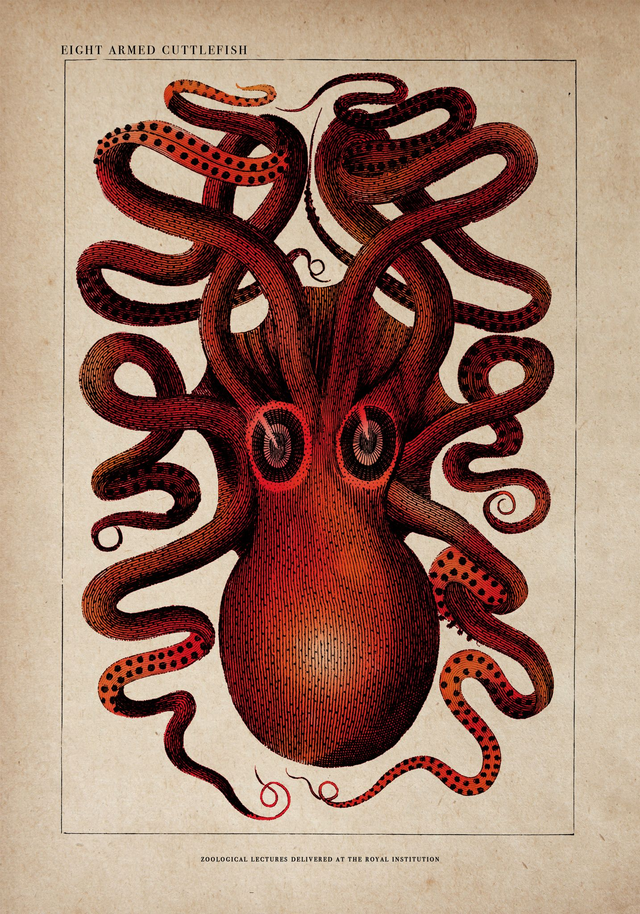 Octopus Red