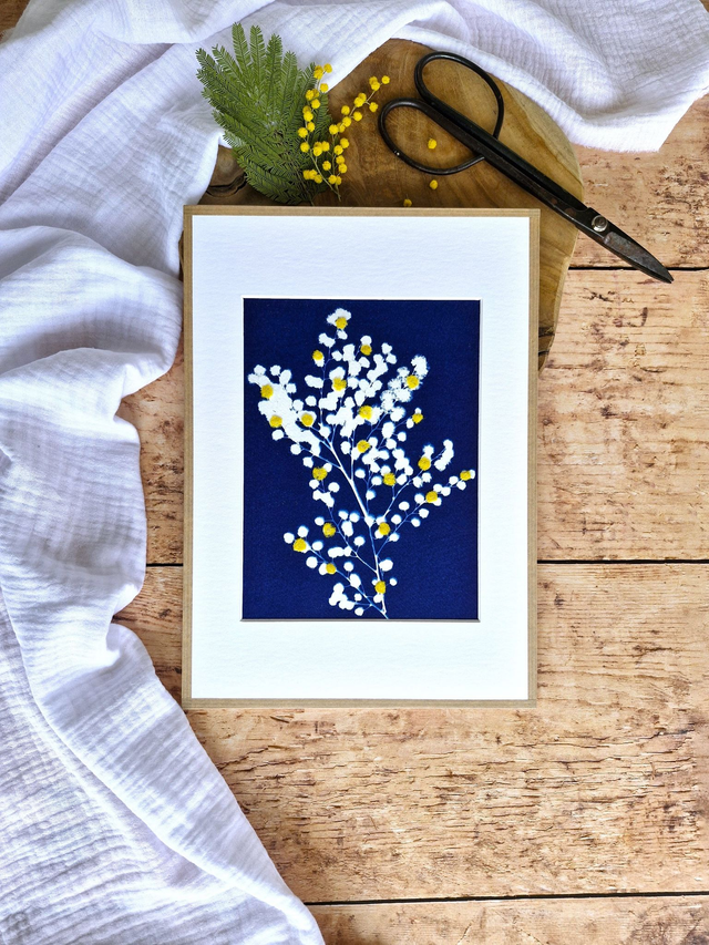 💙 Cyanotype encadré - 7 - Mimosa Ô!  