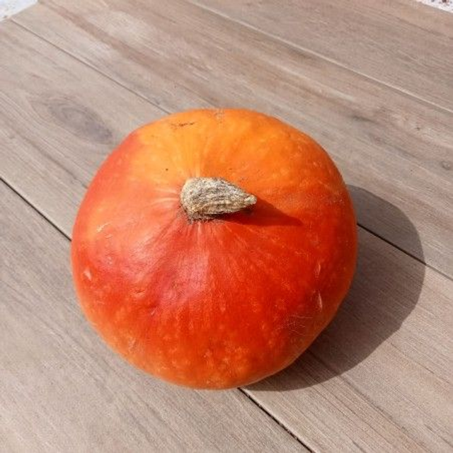 Potimarron