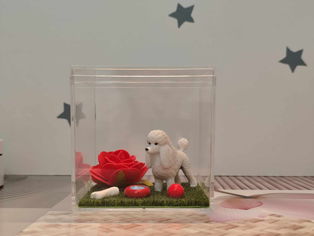 La vitrine du caniche blanc