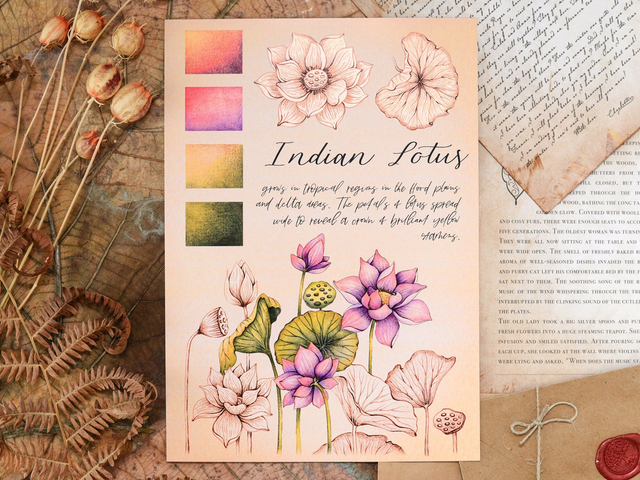 &quot;Indian Lotus&quot; Poster A4