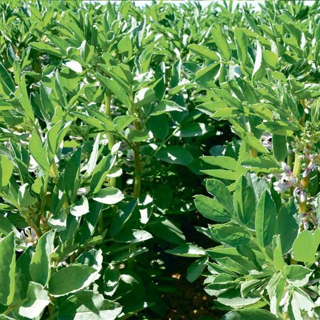 Féverole de printemps - NAKKA