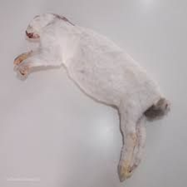 frozen rabbit single