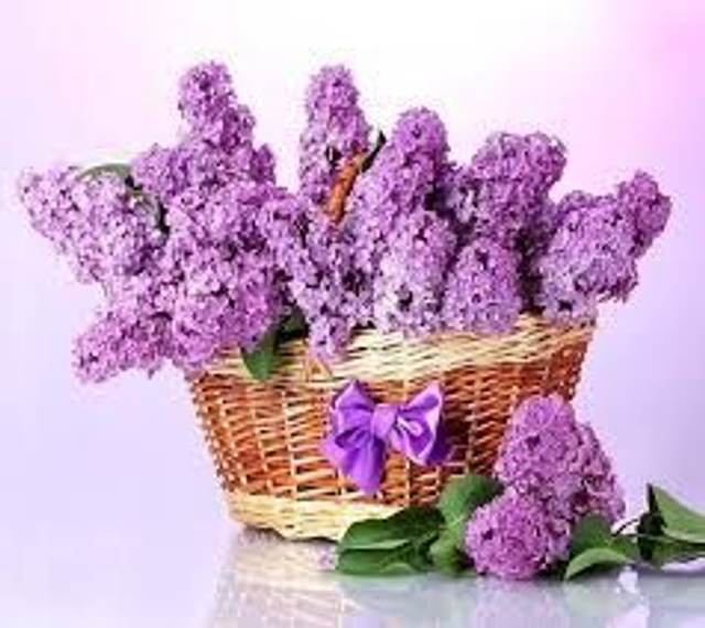 Lilas