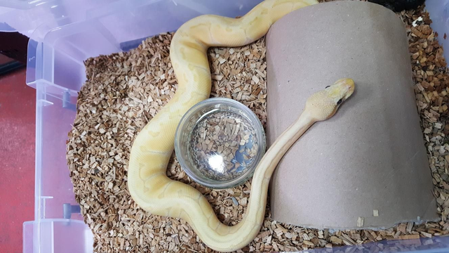Banana pin stripe royal python 