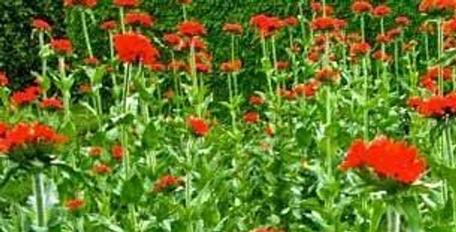 Maltese cross - Likeness 1L